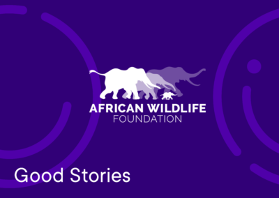 Protecting Big Cats with The African Wildlife Foundation